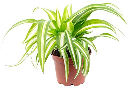 Plante d'intérieur facile d'entretien, Chlorophytum Comosum Variegata, hauteur : environ 15 cm, diamètre du pot : 6 cm