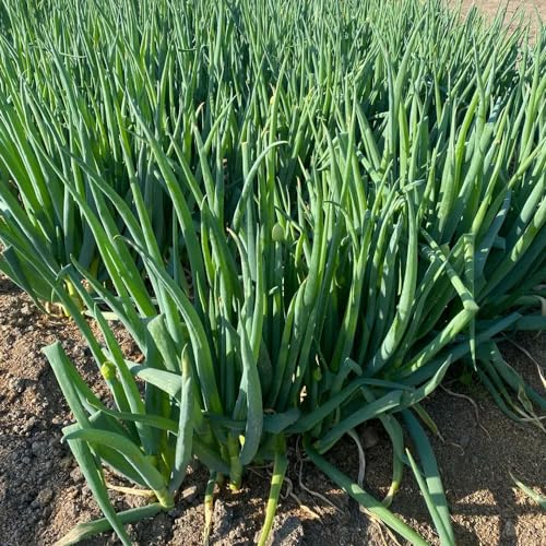 250 pcs porree samen winterhart wildkräuter samen garten pflanzen (Allium porrum) pflanze kräutergarten indoor gemüse pflanzen samen zimmerpflanzen zimmerpflanzen samen kräutergarten