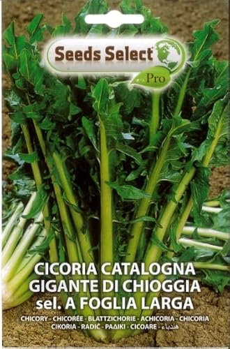 SEMI SEMENTI DI CICORIA CATALOGNA GIGANTE DI CHIOGGIA SEL A FOGLIA LARGA IN BUSTINA