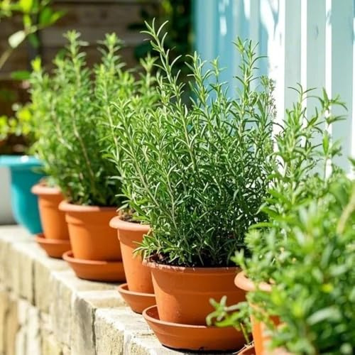 semi di rosmarino biologici, prodotti sostenibili per aiuole rialzate vecchie varietà di selvatiche medicinali resistenti per il giardino esotiche 150pcs