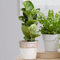 Ficus Lyrata Geigenfeige | 30-40cm Zimmerpflanze im Topf | Beste Zimmerpflanzen