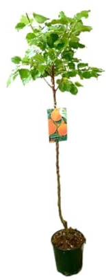 Garden Center Shop | Albaricoquero Rojo Carlet M25 | Árbol Frutal Natural de Albaricoque | Fruto Rojizo y Aromático | Planta Exterior para Huerto, Jardín o Terraza