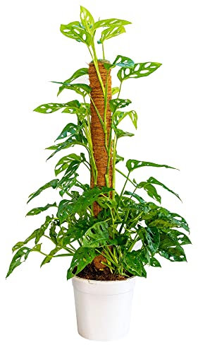 Bonplants Monstera Adansonii Monkey Mask, Pianta Vera da Interni, Rampicante Purificatrice (Vaso 19 cm - Altezza 90 cm con tutore)