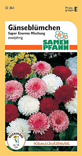 Samen Pfann D361 Gänseblümchen Super Enorma Mischung (Gänseblümchensamen)