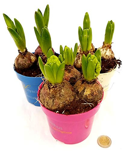 POWERS TO FLOWERS - SET 3 BULBI GIACINTO, 3 BULBI PER OGNI VASO, VASO 12CM, piante vere