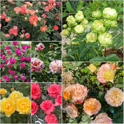semillas de rosa trepadora - resistentes para jardín, semillas pradera para balcon 25pcs