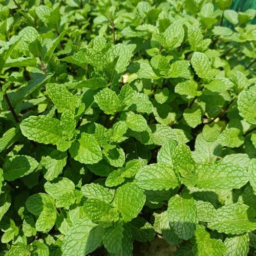 semi di menta biologici resistente tappezzante da giardino roccioso di esotiche, 65pcs