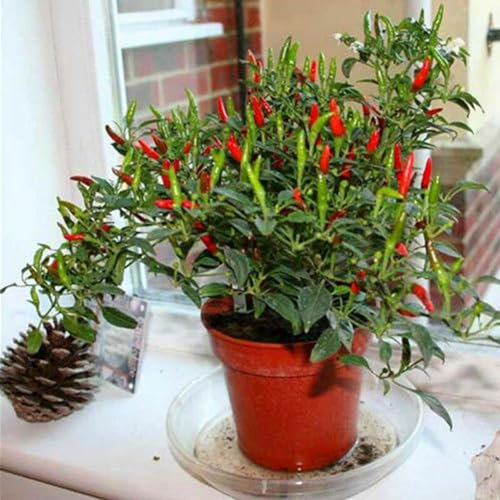 kiskick 50 Stück Hot Pepper Capsicum Zier-Chili-Samen Bonsai-Gemüse-Pflanzendekor-Samen für den Hydrokulturgarten im Innenbereich Paprika Samen