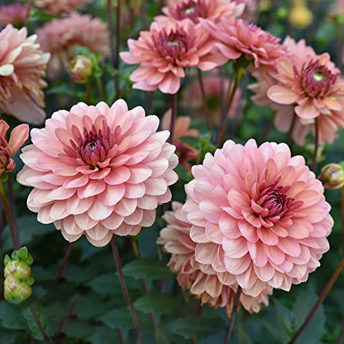 Dahlien Knollen Winterhart Blumenzwiebeln MehrjäHrig Zierlauch Zwiebeln Frisch Blumen Winterharte Dahlien KüBelpflanzen Garten Pflanzen Gartendeko FüR DraußEn Balkonblumen 2 Dahlien Zwiebel（Rosa）