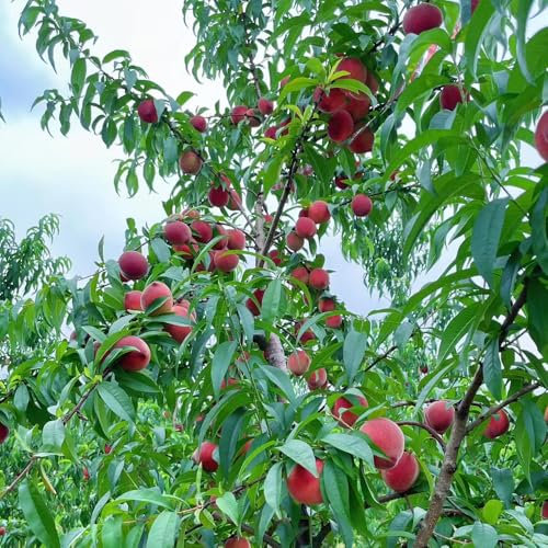 pfirsichbaum winterhart - samen - Seltene Pflanzen serie - säulenobst winterhart obstbäume dekopflanzen balkonpflanzen winterharte pflanzen für balkon zimmerbonsai bonsai bio saatgut 30pcs