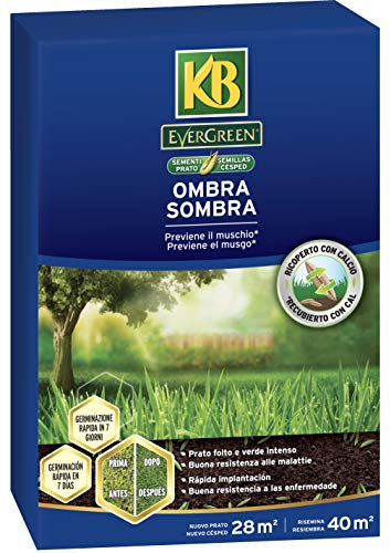 Sementi Evergreen Ombra 1 Kg KB