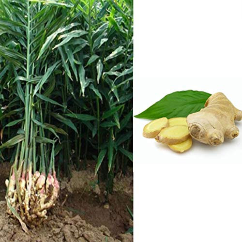 yanbirdfx Blumen Samen für Garten und Balkon-Ingwer Kurkuma Samen mehrjähriges Gemüse Topf Bonsai Pflanze Garten Dekor