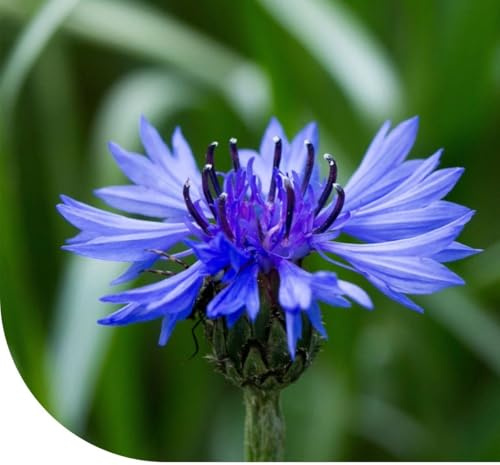 MRS Graines de bleuet - Centaurea cyanus - 30.000 graines - Fleurs bleues à violettes - Très faciles à semer et à entretenir