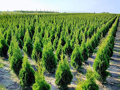 Iglaco THUJA SMARAGD - Immergrüner Lebensbaum Heckenpflanze im Topf (100 Stück, 25-30cm), Grün