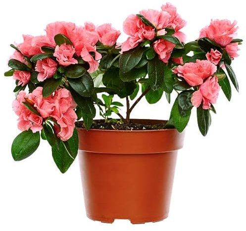 Flor de Azalea Belleza y Color para tu Jardín