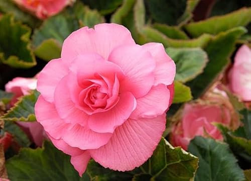 100 graines de fleurs de bégonia roses fraîches et neuves