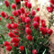 PIANTA DI CALLISTEMON V.18 H.60/70 CM SPAZZOLINO ROSSO