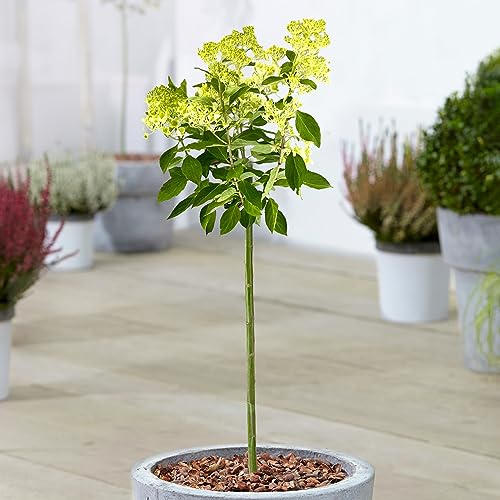 Árbol de patio resistente para jardín exterior, arbusto mágico de hortensias en maceta de 3L.