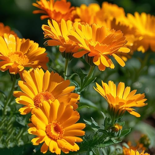 semi di calendula, ombra di calendula perenne resistenti all'esterno da giardino roccioso resistenti di recisi decorazione 500pcs