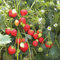 100 Semillas de Fresa (Climbing Strawberry)