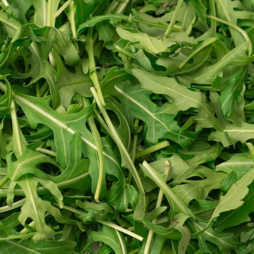 rucola samen winterhart - rucola pflanzen samen, saatgut gemüse, seltene pflanzen rucolasamen bio mehrjährig, saatgut wintergemüse, pflanzen anzucht pflanzensamen, gemüsesamen alte 50pcs