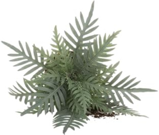 Planta Ornamental Phlebodium Blue Star DECOALIVE Helecho Azul Natural para Ambientes Luminosos