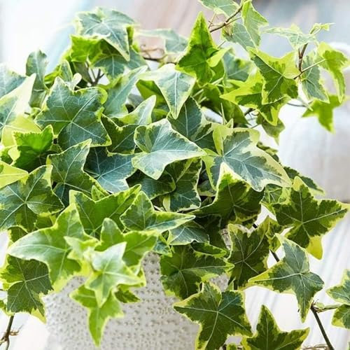 Carbeth Plants - Indoor Plants - Build Your Own Houseplant Collection - 7cm to 9cm Pots - Goldchild Ivy - Hedera Helix Plant in 9cm Pot