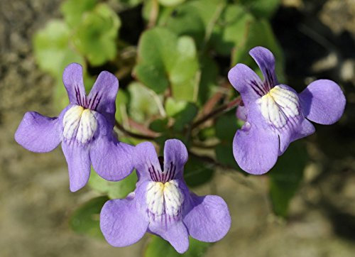 Zimbelkraut Mauerblümchen 50 Graines
