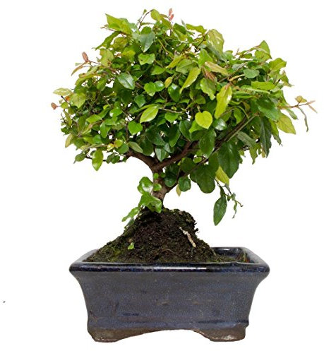 BonsaiGranada | Sageretia theezans 5 años CIRUELO CHINO