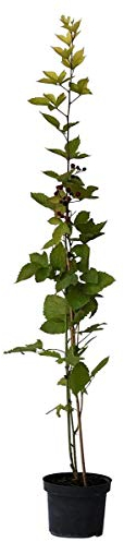 Brombeere Loch Tay (R) stachellose frühe Sorte reif ab Mitte Juli 60-100 cm hoch 2 Liter Topf