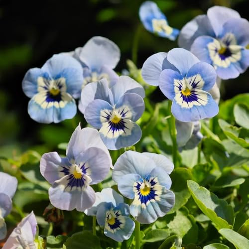 viola del pensiero - Viola tricolore semi di giardino balcone ufficio ornamentali semi di 200pcs