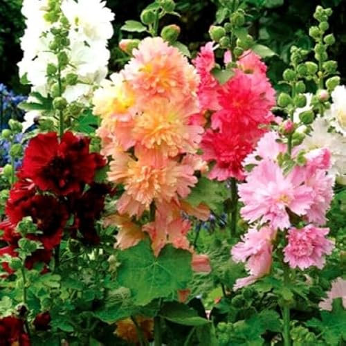 Hollyhock Dwarf Majorette Double Mix 100 Seeds + Plant tag + Freebie - Althaea rosea