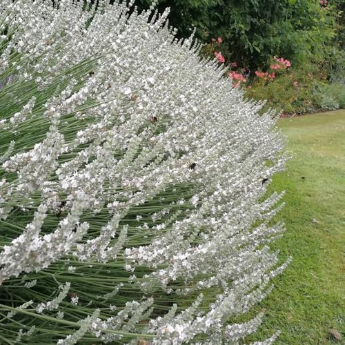 semi di lavanda - lavanda da balcone esotiche resistenti di perenni da cucina da balcone, decorazione da giardino 55pcs