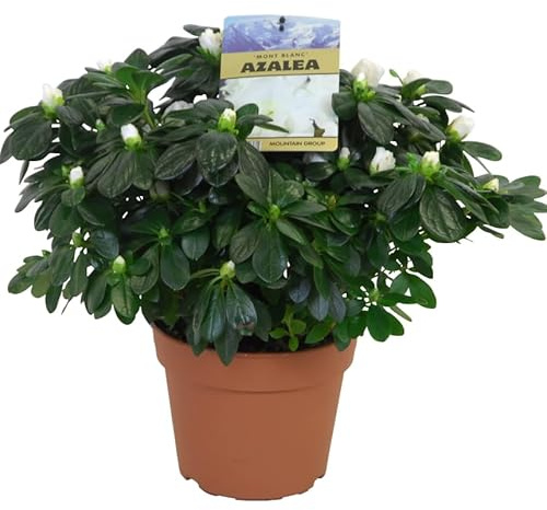 Azalea Viva – Planta Natural Decorativa y Perfecta para Regalar