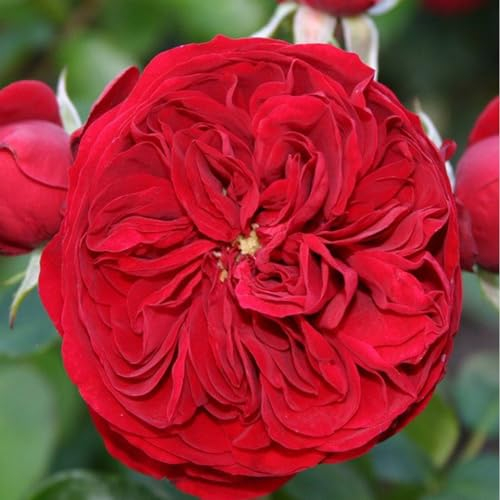 2 x Rosier - Rosa 'Rötkäppchen' en pot 25-30 cm - Le rosier à massif féerique en rouge foncé
