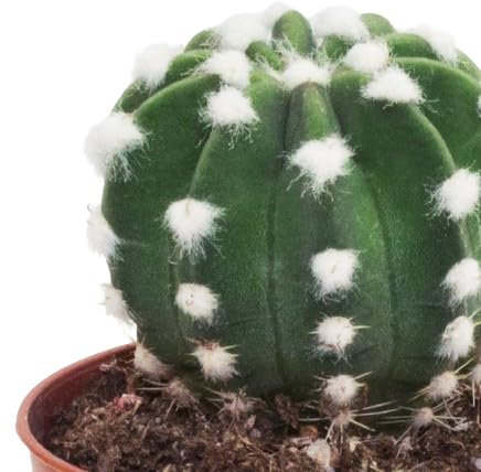 Cactus Denudatum Natural Perfecto para el Interior o el Exterior del Hogar