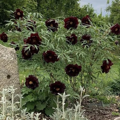 Bulbi di peonia, per luoghi soleggiati regali per gli amanti del giardino comprare peonie di copertura del terreno giardino 1pcs