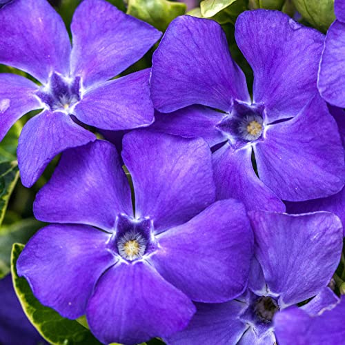 Vinca minor Ralph Shugert - Arbusto da Giardino Fiorito Pronto per l'Esterno - Pianta Tappezzante in Vaso – Ideale per Aiuole, Bordure e altro