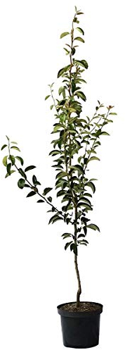 Birnenbaum Conference robuste Herbstbirne Birnenbusch 150-170 cm 9,5 Liter Topf Unterlage Quitte A