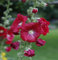 100 Stück frische rote Stockrose-Blumensamen