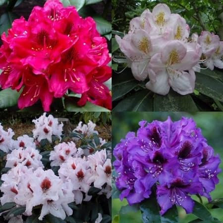 Rhododendron Flower Seeds 100pcs Mixed