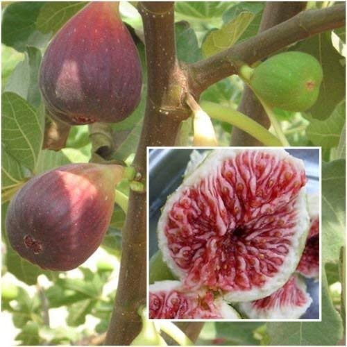 Figure 20 graines, Ficus carica, Figuier graines, fruits graines, des plantes jardin RARE