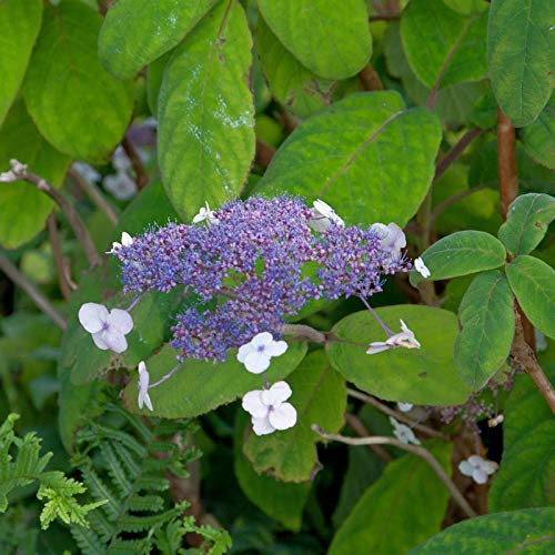 Samthortensie 80-100cm - Hydrangea sargentiana - lebende Gartenpflanze aus den Baumschulen