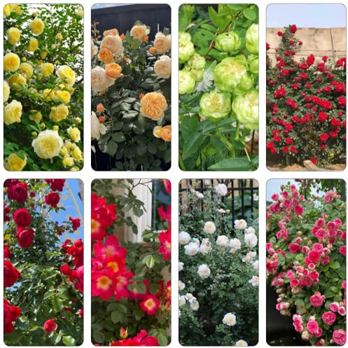 rosal, jardín de rocas de jardín Parterres elevados el balcón invernadero interior en balcón exterior en el invernaderos decoración sala estar 420semillas