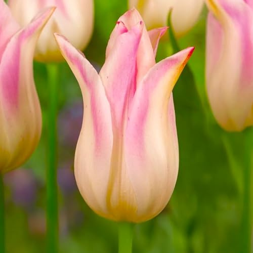 8 bulbes de Tulipes liliumformis 'Elegant Lady' | Circonférence 12/+ cm | Bulbes provenant des meilleurs producteurs néerlandais | Sélection exclusive et contrôle qualité | Floraison garantie.