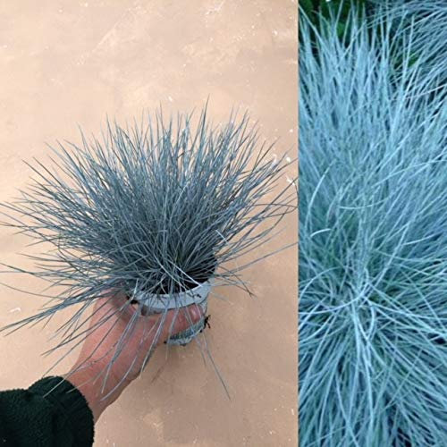 Carbeth Plants Blue Festuca Intense Ornamental Grass - 1 x 10.5cm Garden Ready Shrubs – Evergreen Plant for Rockeries and Borders - Outdoor Plants All Year Round