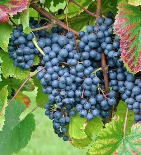 Weinrebe `Regent´, pilzfest, 80-100cm im 3,5L Topf