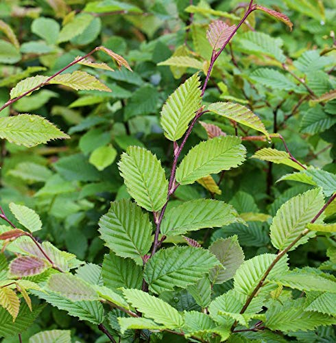 Hainbuche Weißbuche 125-150cm - Carpinus betulus - lebende Gartenpflanze aus den Baumschulen