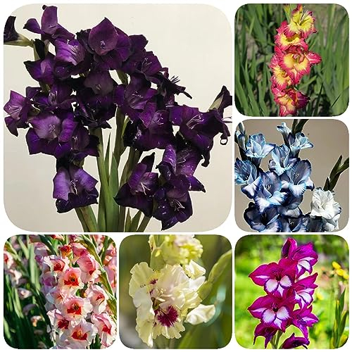 12 Pcs gladiolen zwiebeln winterhart mehrjährig, garten geschenk zwiebeln frisch, blumenzwiebeln frühblüher (Gladiolus) blumen balkon geschenke für gärtner stauden winterhart mehrjährig,