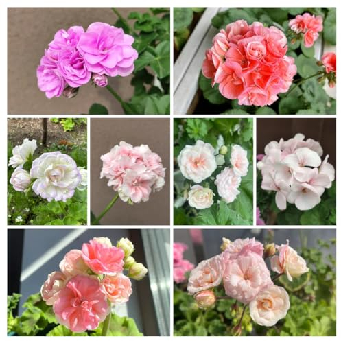 120 pcs geranien samen mehrjährig balkon pflanzen blumenstauden winterhart hängegeranien balkon blumen ostern geschenke schnittblumen exotische pflanzen blumen samen mehrjährige kübelpflanzen